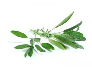 Sauge officinale