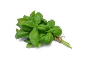 Basilic Genovese