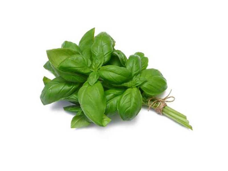 Basilic Genovese