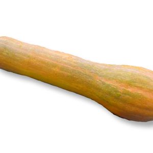 Courge Longue de Nice