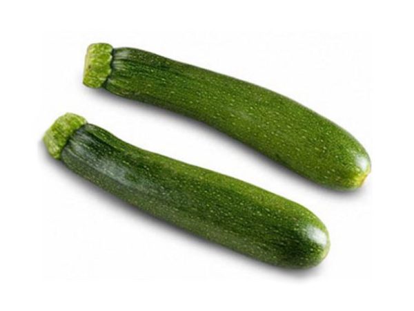Courgette Tempra F1