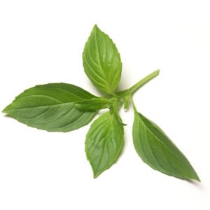 Lemon basil