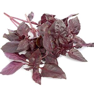 Basilic Rouge Osmin