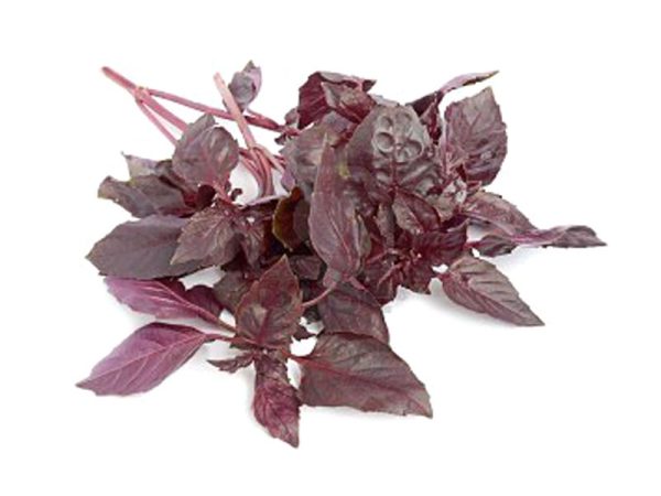 Basilic Rouge Osmin