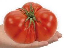 Tomate Beefsteak