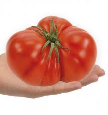 Tomate Beefsteak