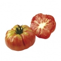 Tomate Potiron Ecarlate