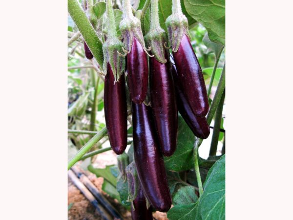 Plant d'Aubergine Little Finger bio