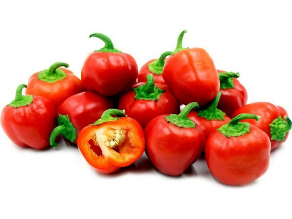 Plant de Poivron Mini Bell Red bio