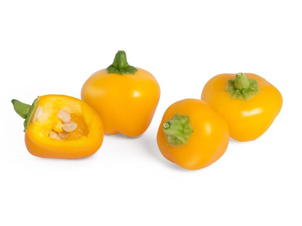 Plant de Poivron Mini Bell Yellow bio