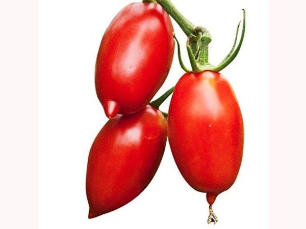 Plant de Tomate Amish Paste bio