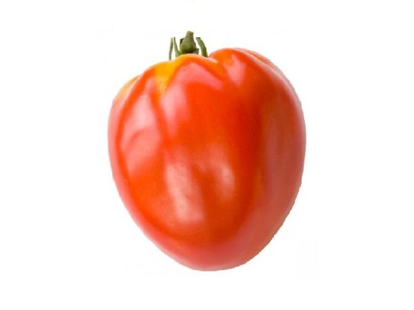 Plant de Tomate Coeur de Boeuf bio