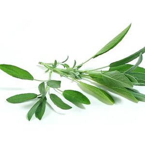 Sauge officinale