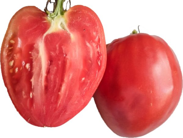 Plant de Tomate Coeur de Boeuf Rose bio