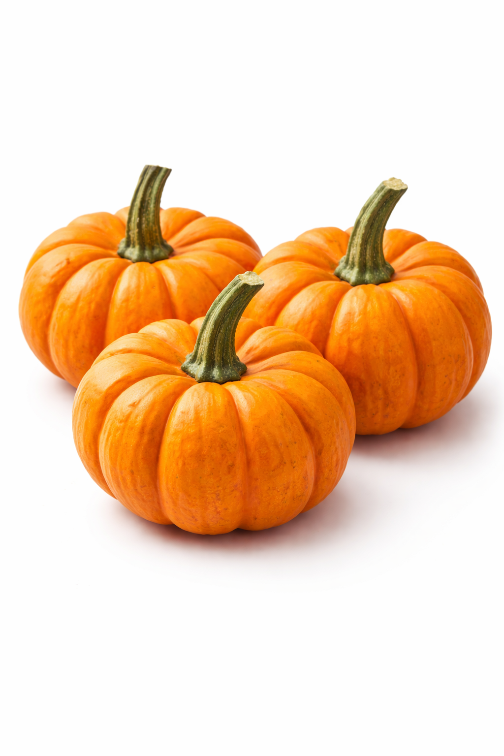 courge jack be little