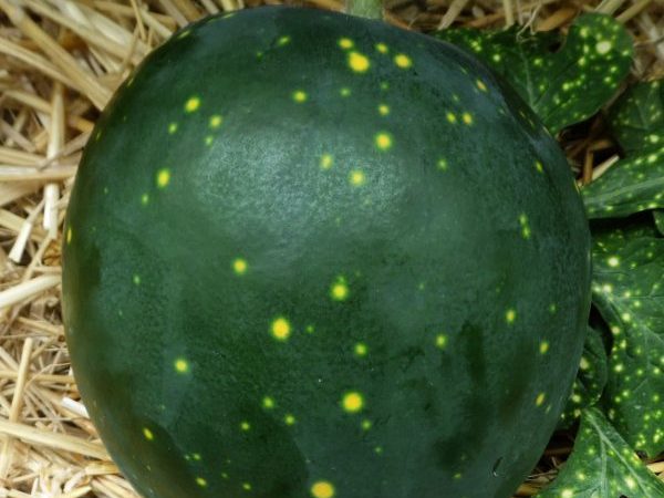 Plant de Pastèque Lune Etoile bio