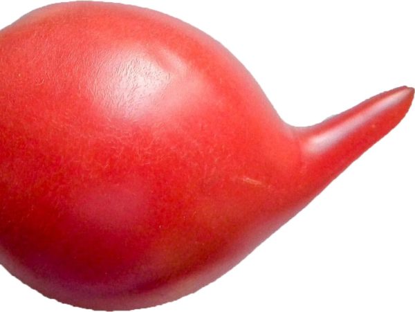 Plant de Tomate Téton de Vénus bio