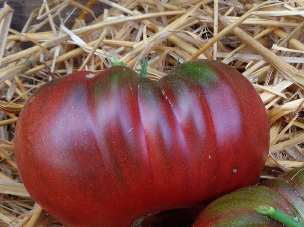 Plant de Tomate Black from Tula bio
