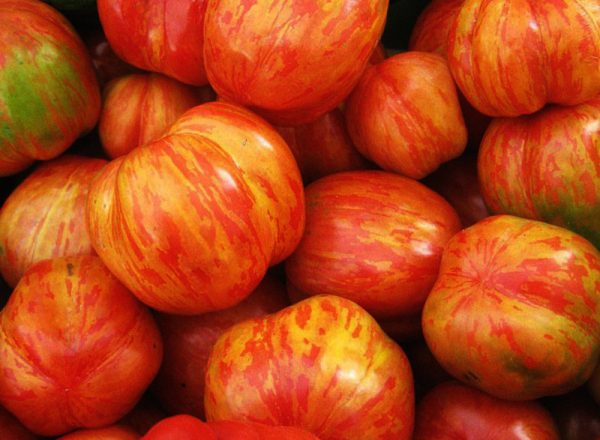 Plant de Tomate Tigrella Bicolore bio