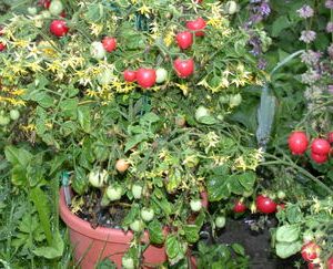 Coffret "Mon potager sur le Balcon" – Image 3