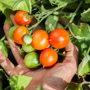 Plant de Tomate du Vesuve "Piennolo Del Vesuvio" bio – Image 3