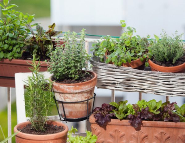 Coffret "Mon potager sur le Balcon"