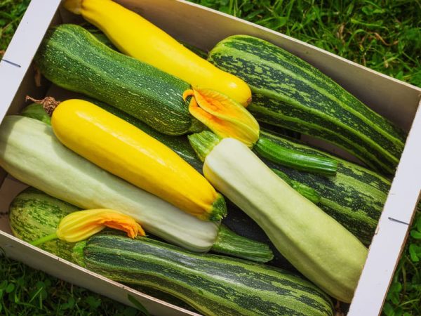 Coffret "Courgette à Gogo"