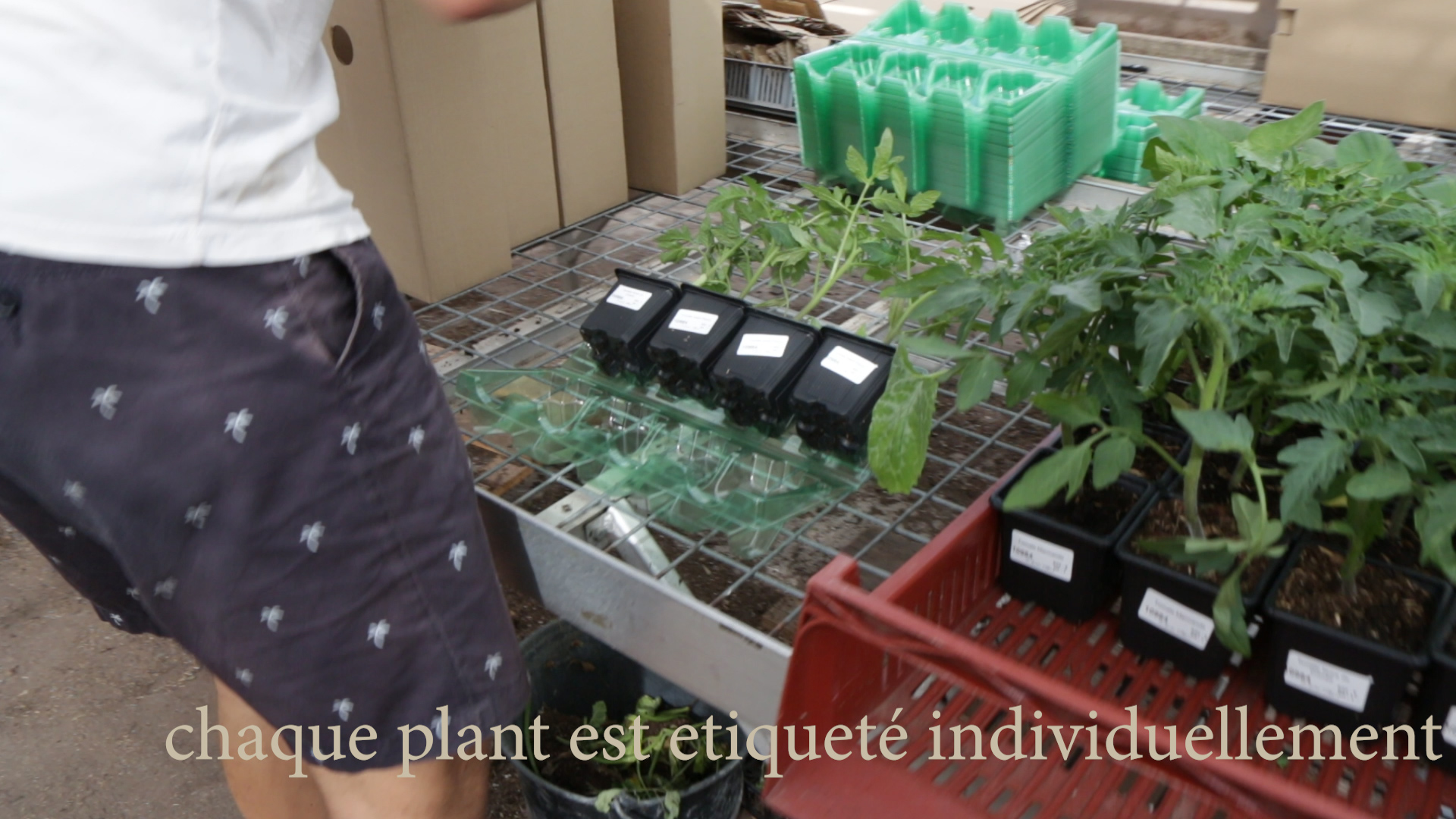 Le système d'emballage pour l'expédition des plantes aromatiques