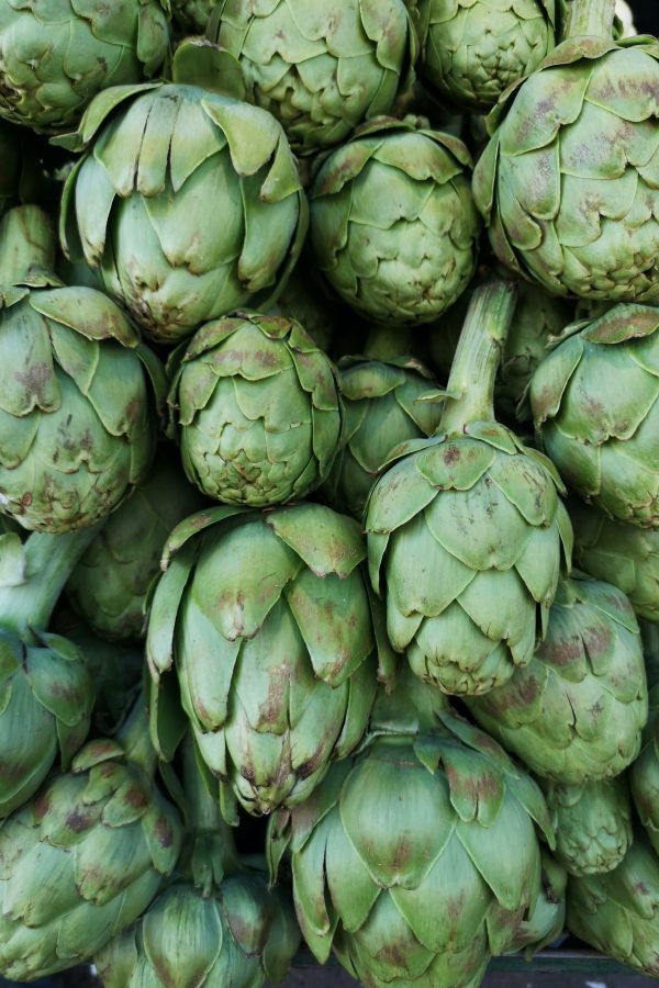 Plant d'Artichaut Imperial bio