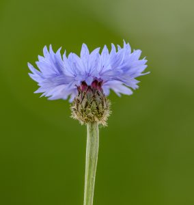 bleuet
