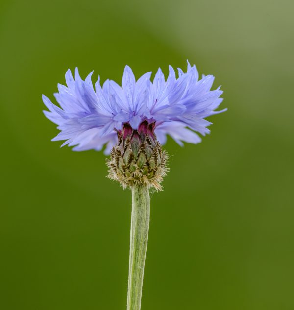 bleuet