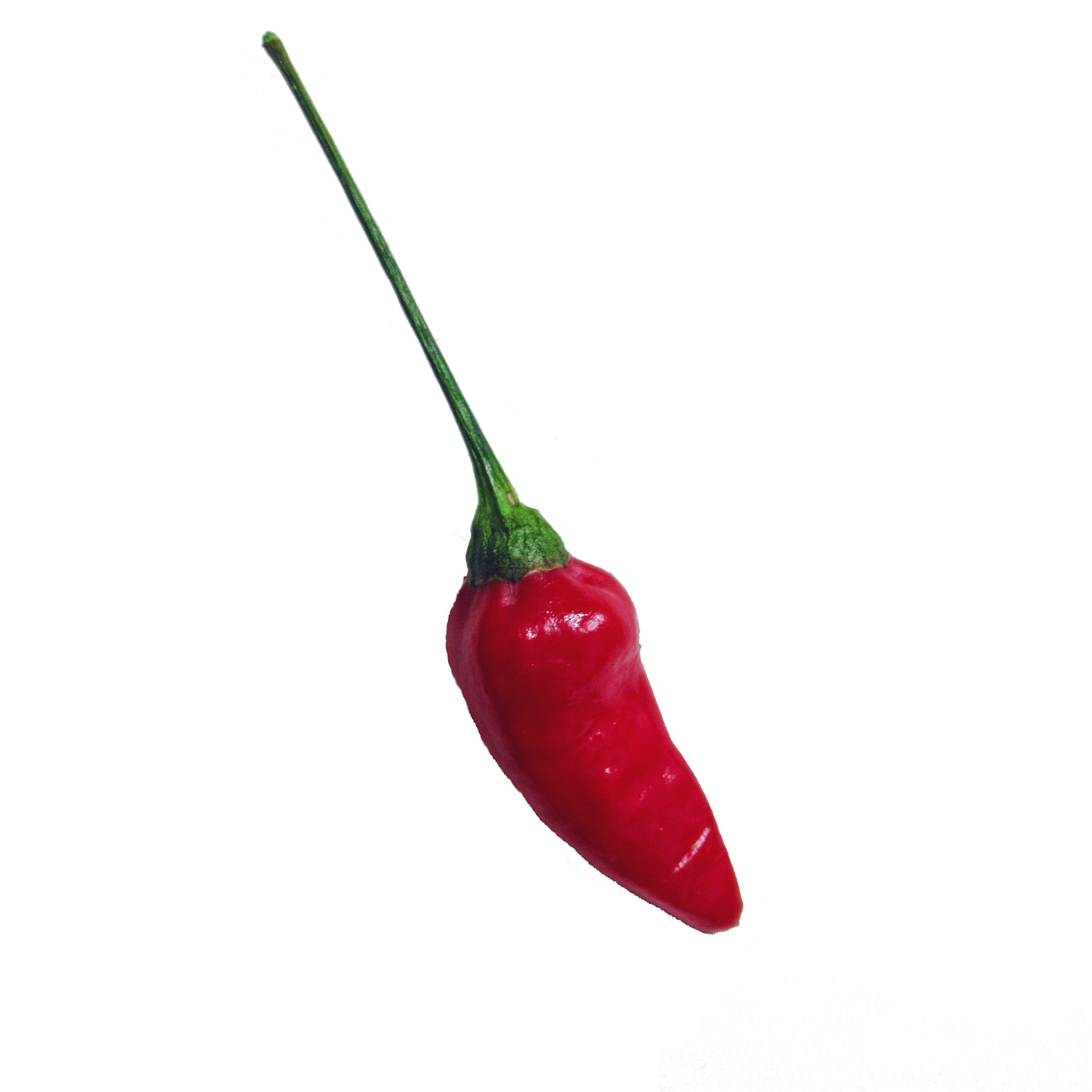 Plant de Piment Oiseau bio - Le Jardin d'Albert - Vente en ligne