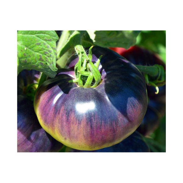 Plant de Tomate Indigo Blue Beauty bio