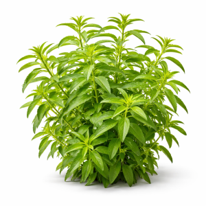 verveine citronnée 1