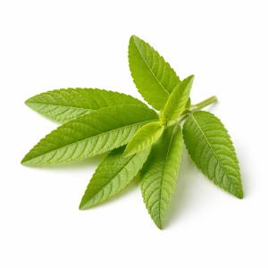 verveine citronnée 2